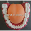 New Style Medical Dental Care Model,human teeth model